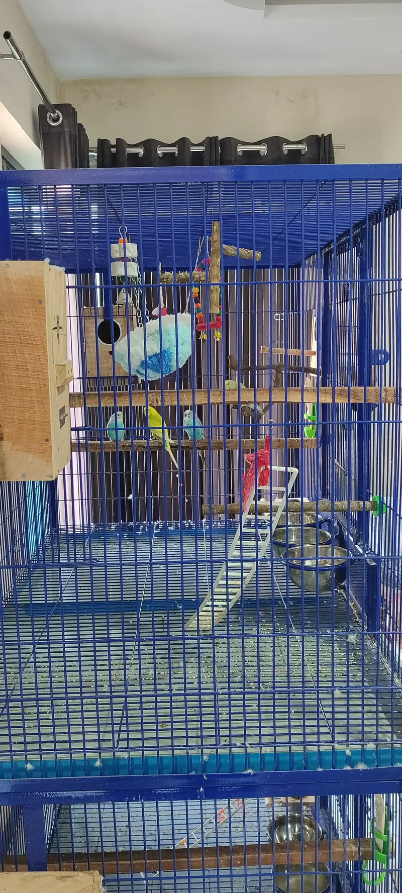 Extra Large & Solid Bird Cage + 9 Birds + Accessories, Complete Setup — photo 9