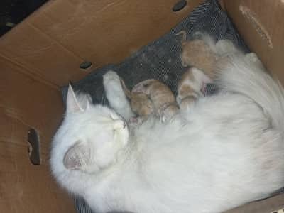 Persian mix kittens