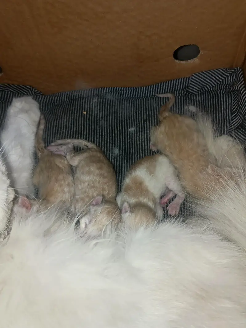 Persian mix kittens — photo 2