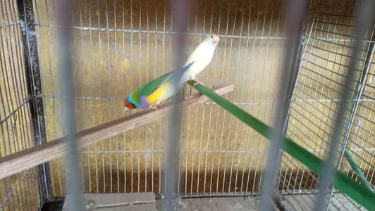 Lady Goldian Pair