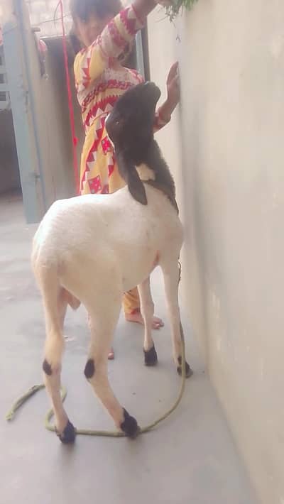 DUMBA FOR SELL watsub nnmr 03181237677