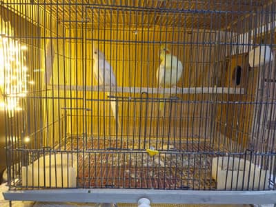 Cocktail Pair for sale