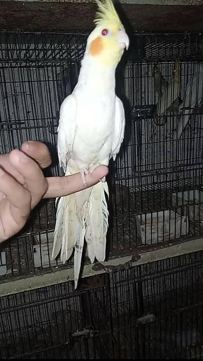 Hand Tame cocktail full friendly 0 bite