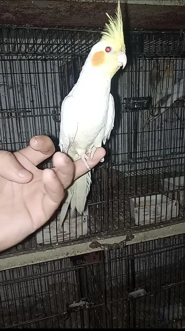 Hand Tame cocktail full friendly 0 bite — photo 2