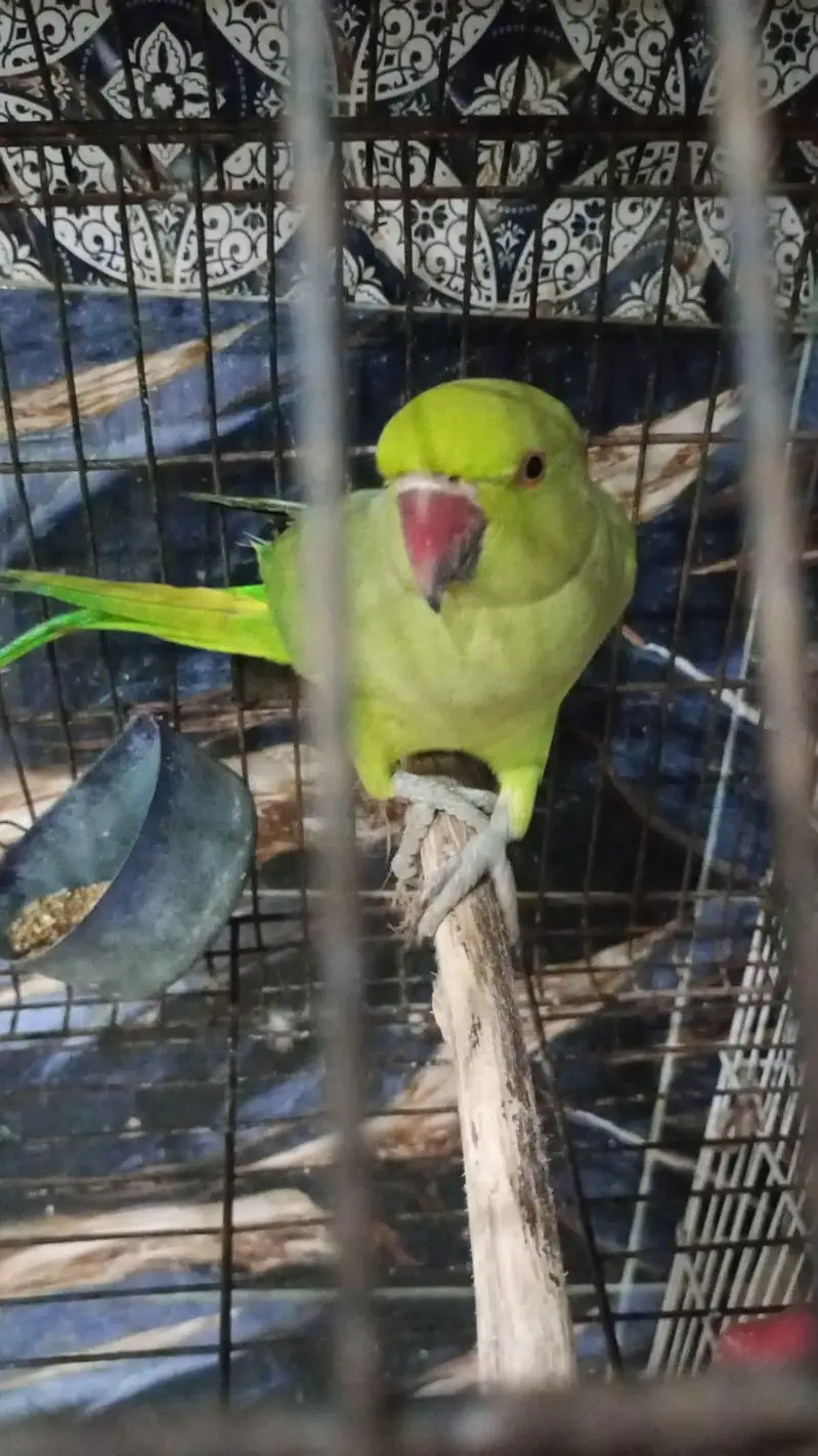 face to face talking semi hand tamed male available — photo 2