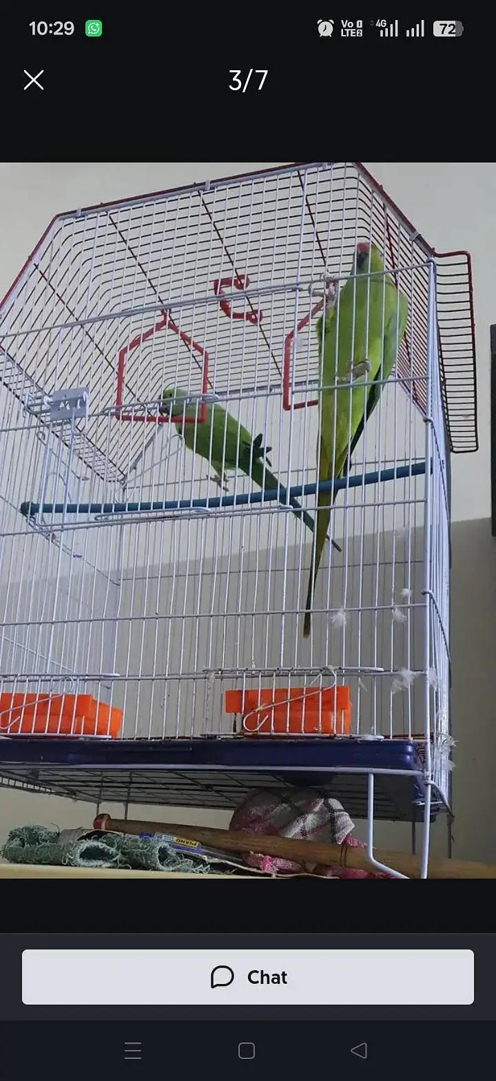 face to face talking semi hand tamed male available — photo 4