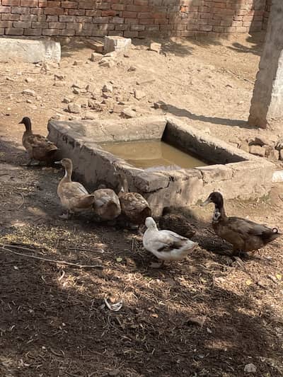 Khaki camel ducks
