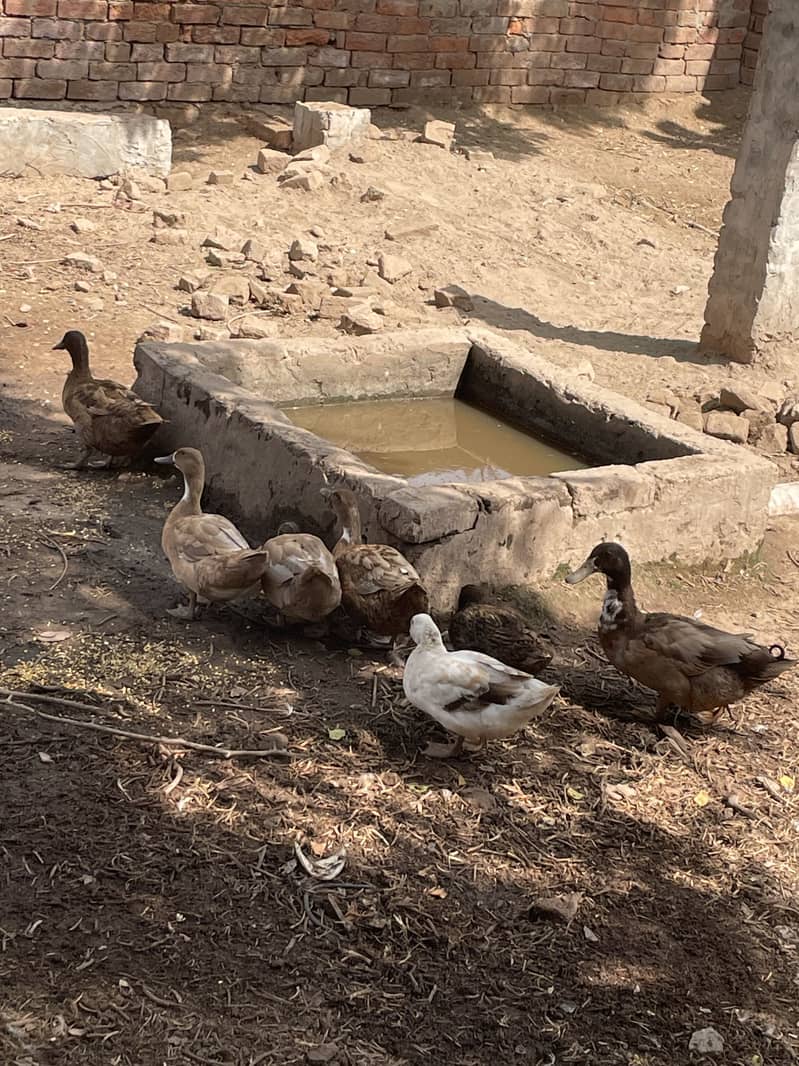 Khaki camel ducks 0