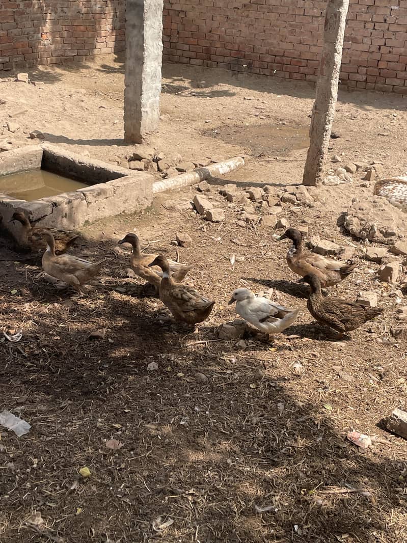 Khaki camel ducks 1