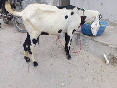 Kali dabi bakri cross hy betal Bakra se