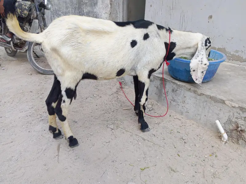 Kali dabi bakri cross hy betal Bakra se — photo 2