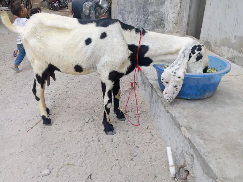 Kali dabi bakri cross hy betal Bakra se — photo 3