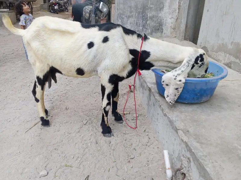 Kali dabi bakri cross hy betal Bakra se — photo 4