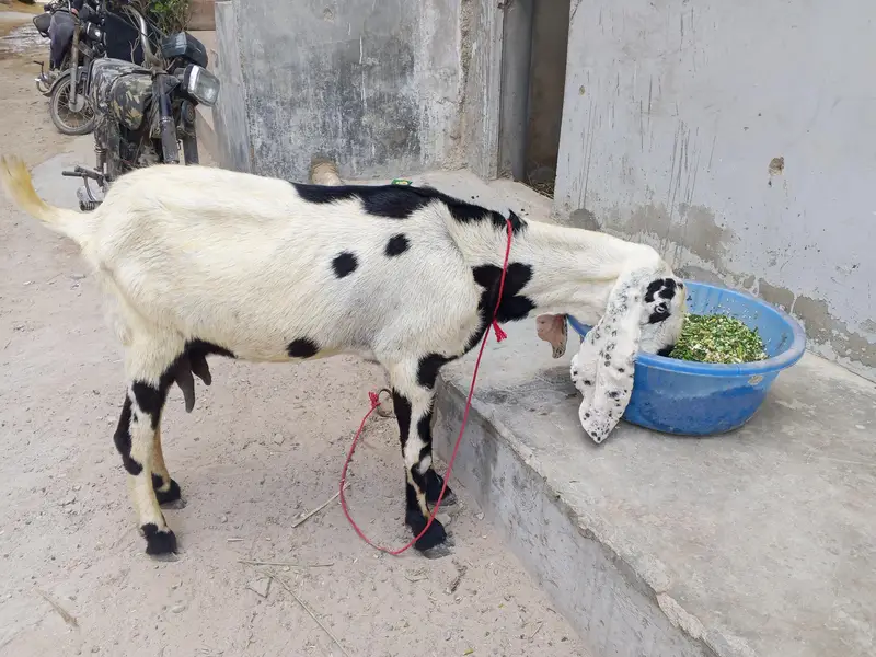 Kali dabi bakri cross hy betal Bakra se — photo 5