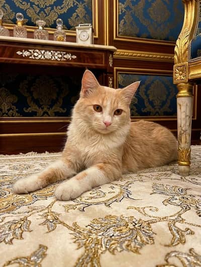 Male Cat