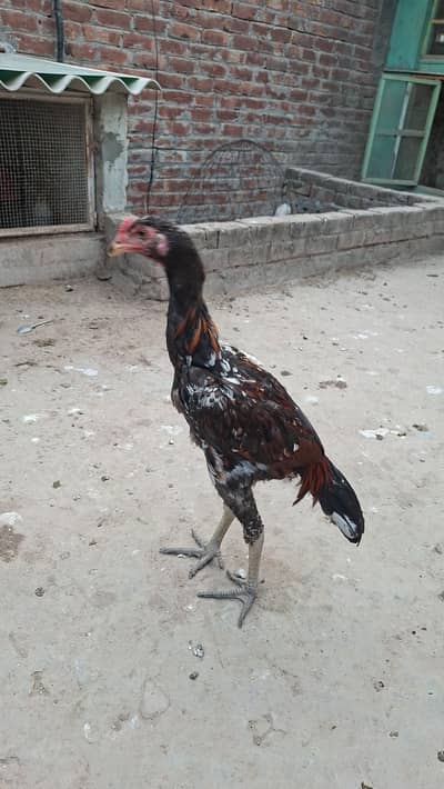 asil cock