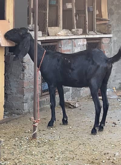 Desi bakri for sale