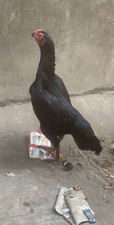 Pure shamo female