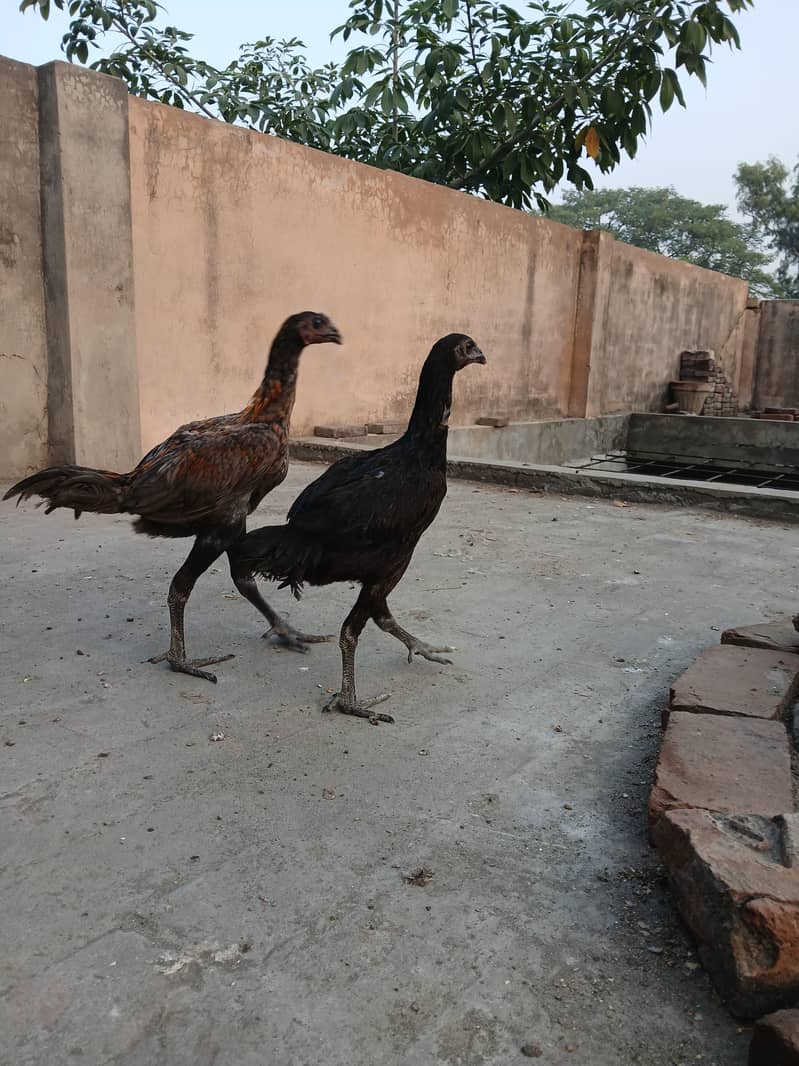 dragon pair for sell 1