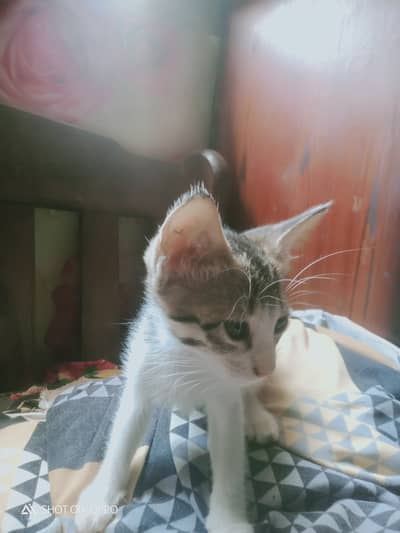 Cat for sale 2 months old