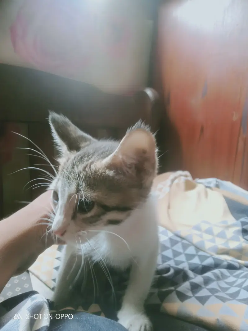 Cat for sale 2 months old — photo 2