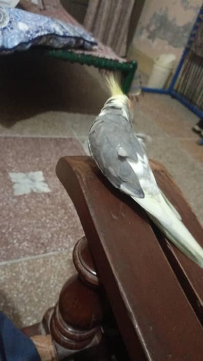 cocekatail male full handtame