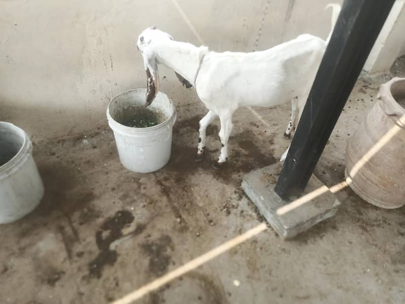 Barki or path 2