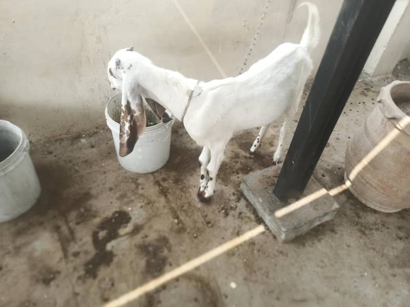 Barki or path 3