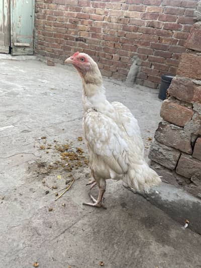 White aseel female bht achi nasal ki murgi hai jis ko chahye rabta kry