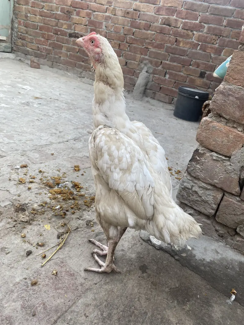 White aseel female bht achi nasal ki murgi hai jis ko chahye rabta kry — photo 2