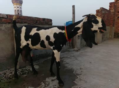 Goat for Sale with 2 kids male or female 030341141440