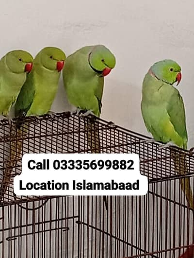 Single 8000 Friendly Green Ring Neck Parrot's Jumbo Size