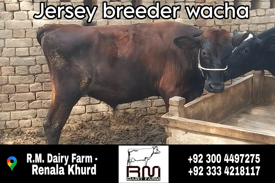 cows / wacha / heifer / breeder / wachi — photo 3