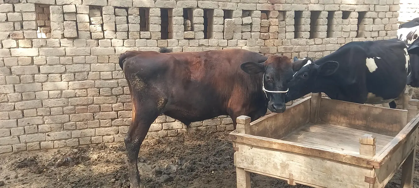 cows / wacha / heifer / breeder / wachi — photo 4