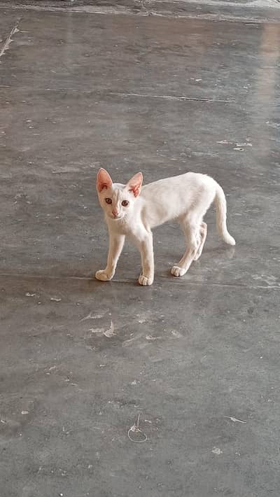 kitten for sale