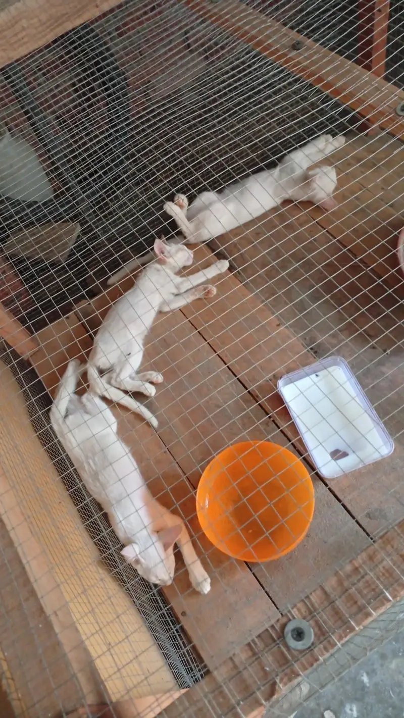 kitten for sale — photo 2