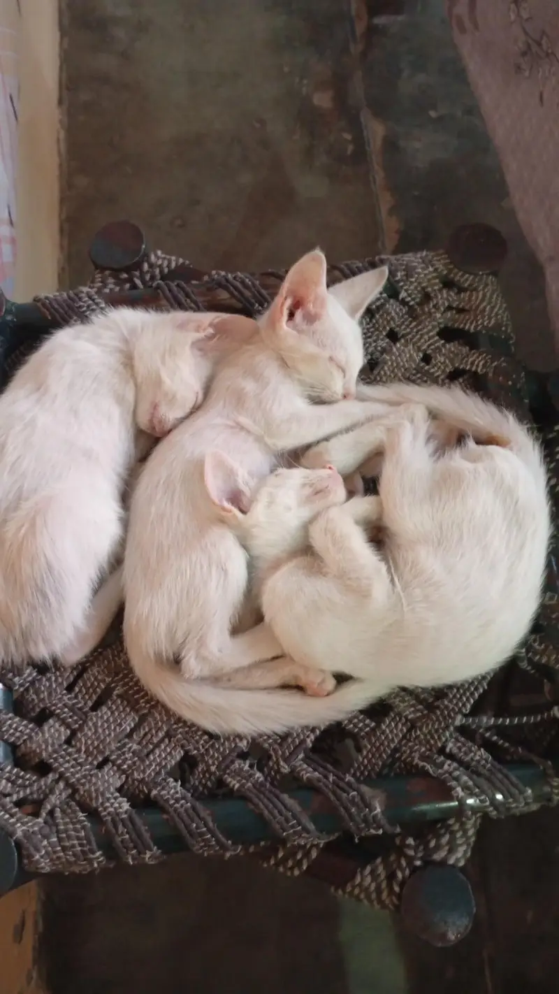 kitten for sale — photo 3
