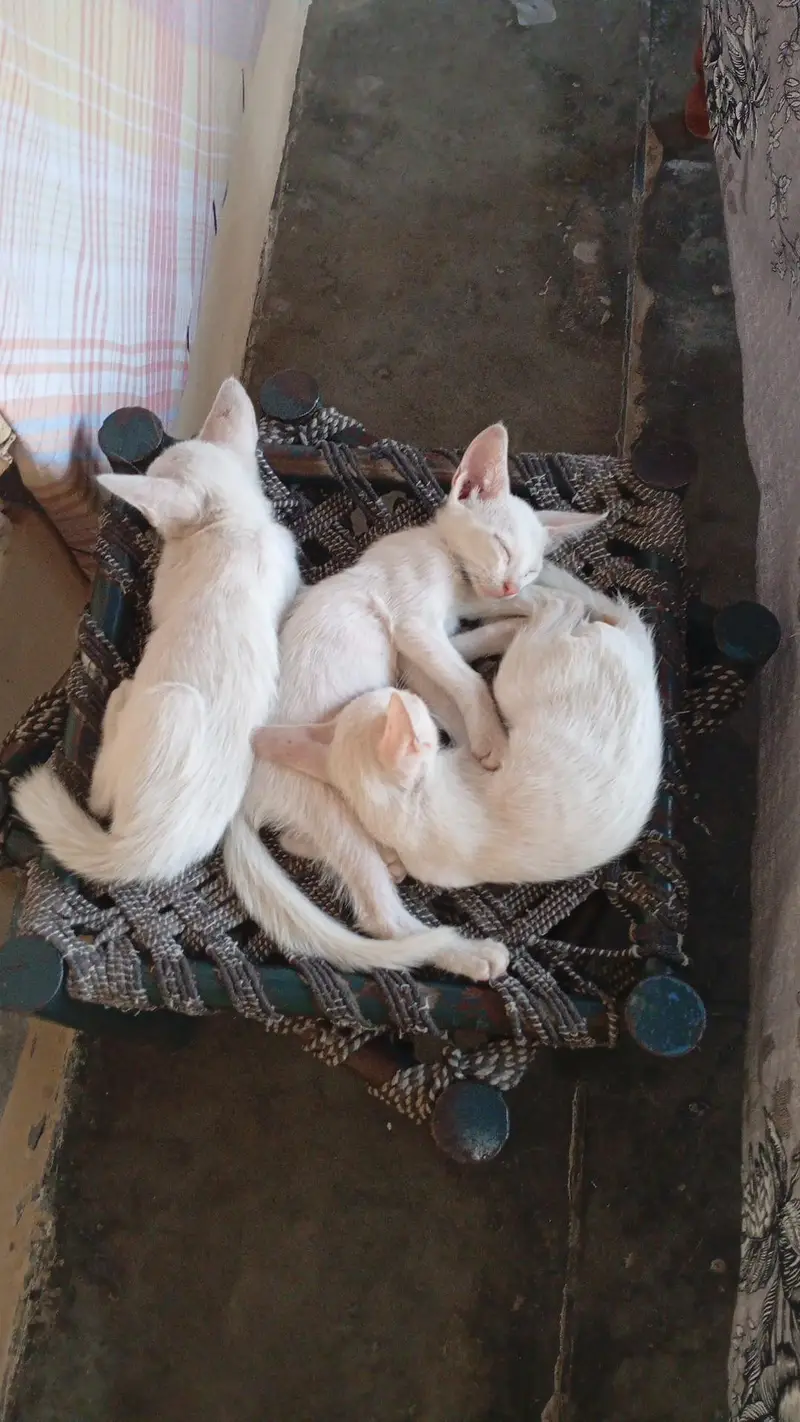 kitten for sale — photo 4