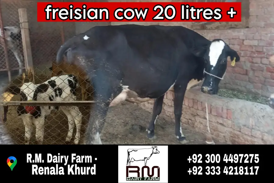 cows / wacha / heifer / breeder / wachi