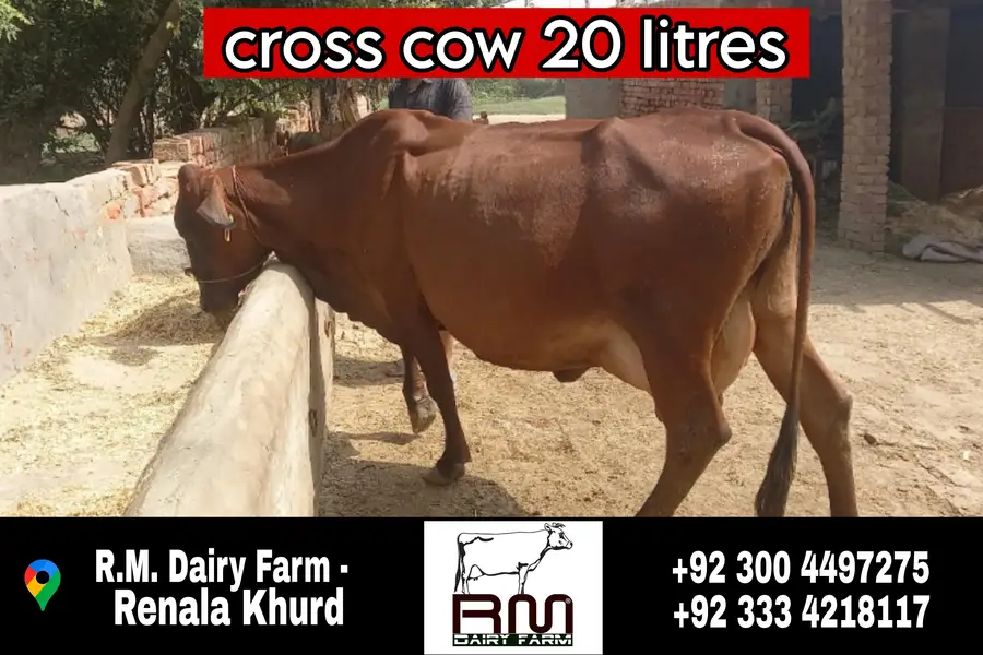 cows / wacha / heifer / breeder / wachi — photo 2