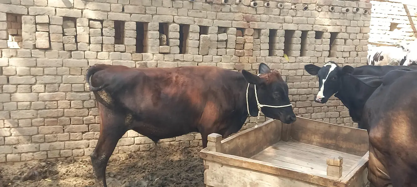 cows / wacha / heifer / breeder / wachi — photo 4