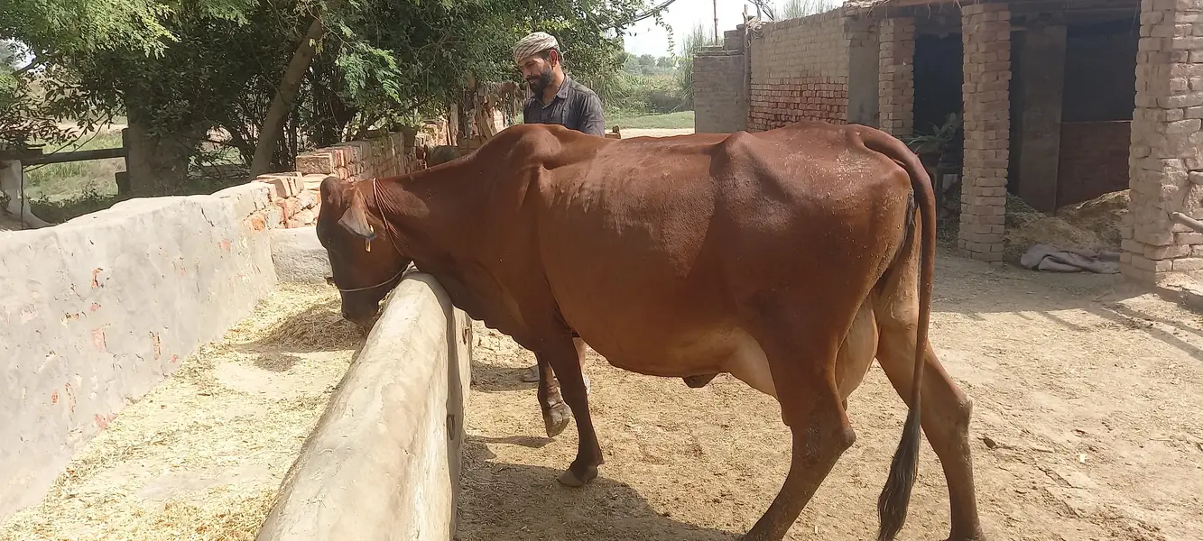 cows / wacha / heifer / breeder / wachi — photo 5