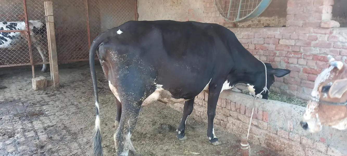 cows / wacha / heifer / breeder / wachi — photo 6