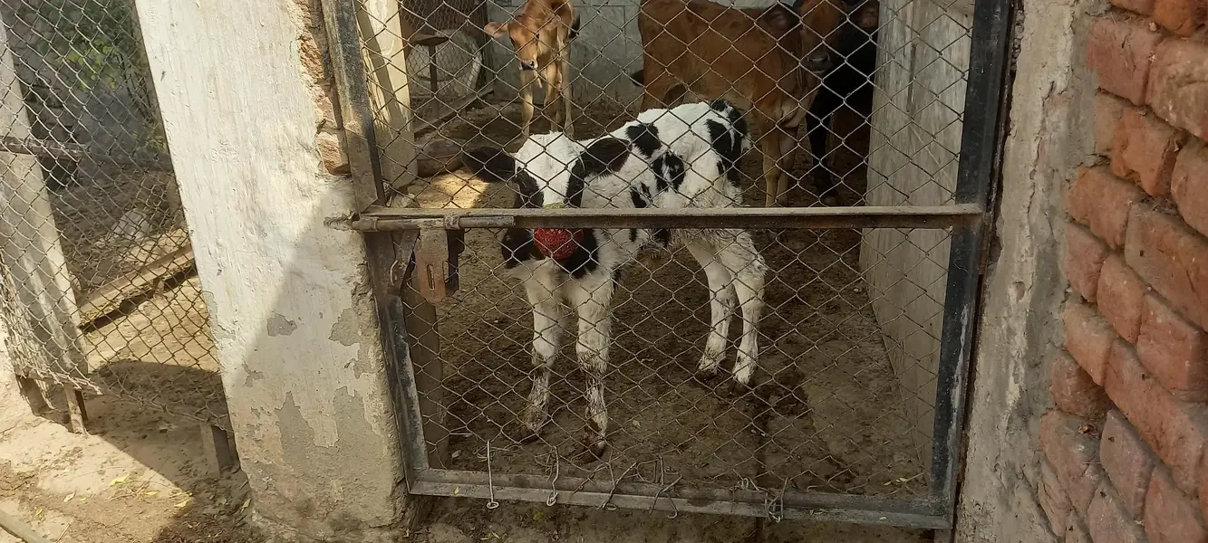 cows / wacha / heifer / breeder / wachi — photo 7