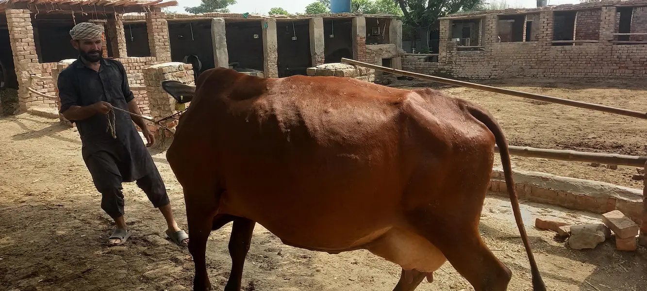 cows / wacha / heifer / breeder / wachi — photo 8