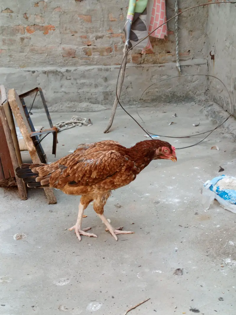 Aseel Murga And Aseel Korak wali Murgi For sale — photo 2