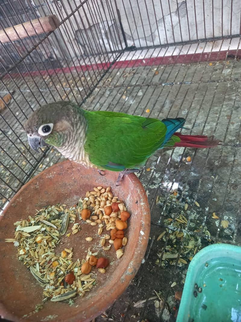 Green Cheeked Conure 0
