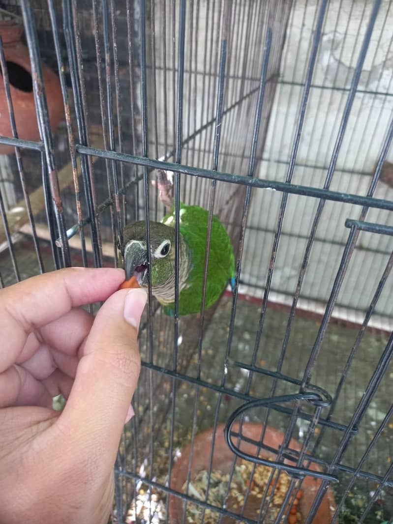 Green Cheeked Conure 1