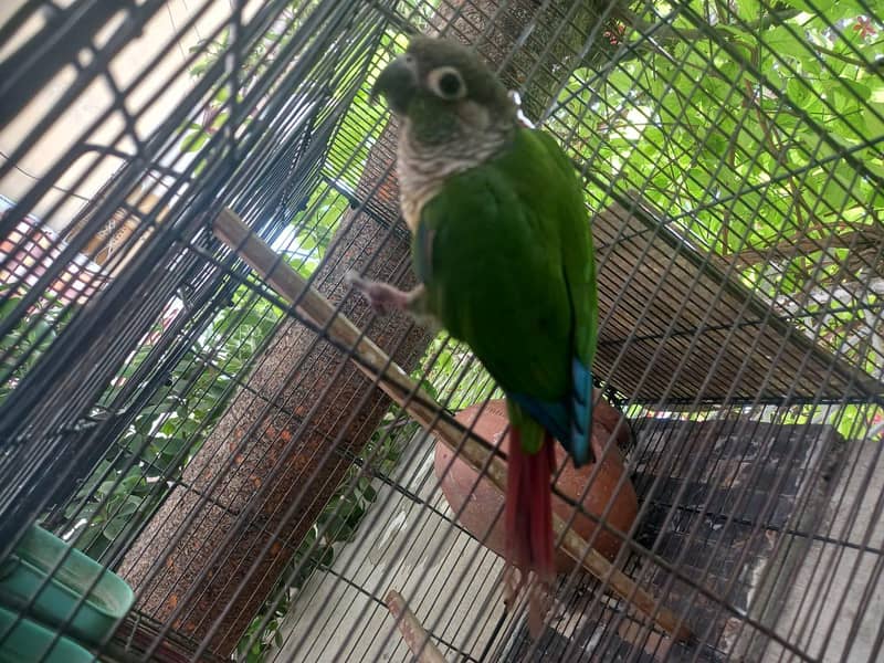 Green Cheeked Conure 2