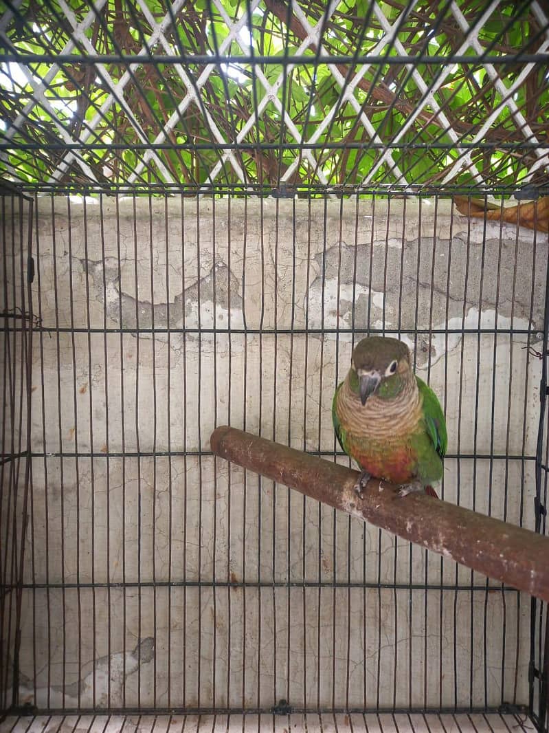 Green Cheeked Conure 3